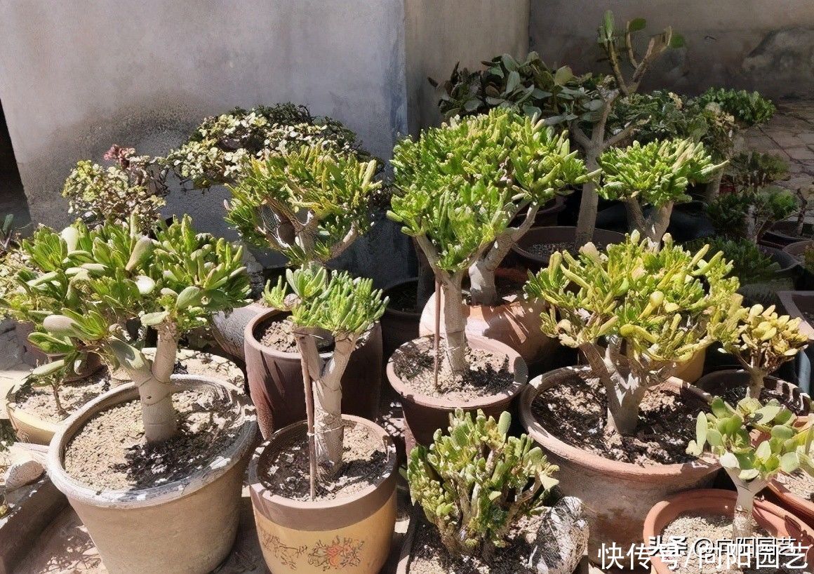 多肉|玉树，吸财树，两种多肉，你喜欢哪种？玉树最好，长得最快