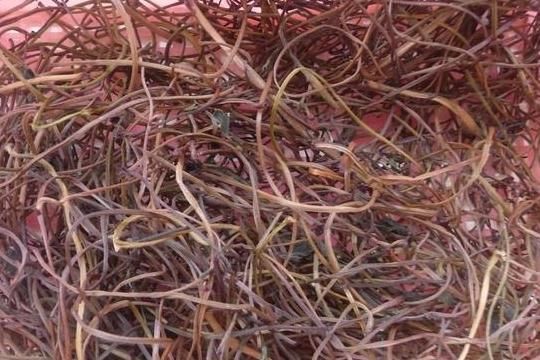 长寿菜|它是农村常见的“长寿菜”,可提高免疫力,可惜很多人都扔掉了!