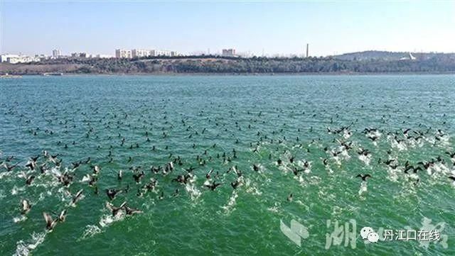 丹江口水库坝下湿地成了候鸟越冬“乐园”