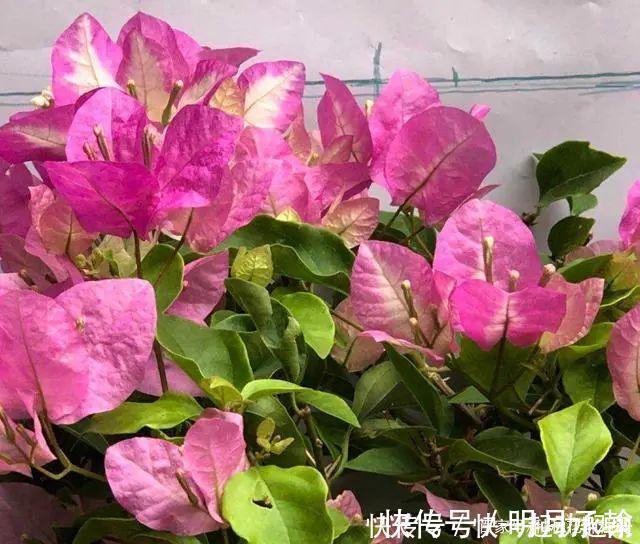 暗斑|11种新品种三角梅叶子花介绍快来看看你是不是都认识