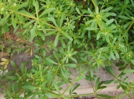 病倒|田里的恶性杂草，猪食用会“病倒”，却是上好野菜，入药用途广泛