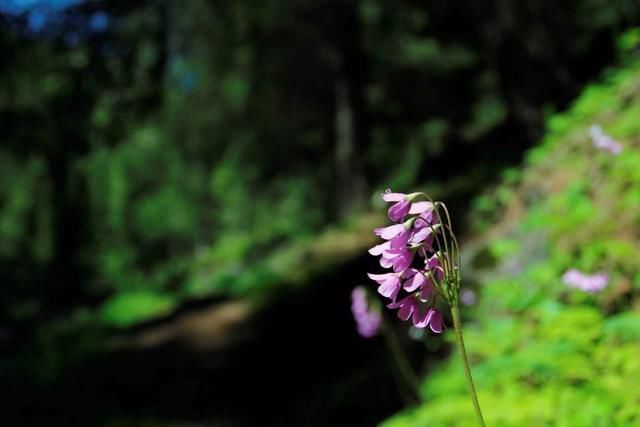 野枝|一朵野花,25首诗词野枝无主摇风雨,得遇春风照样开