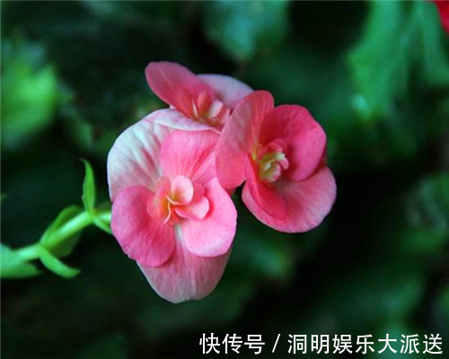 养护|四季海棠不好养教你3个养护小妙招，花开爆盆满屋香