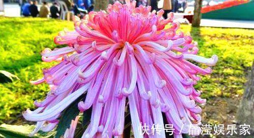 菊花展|喜欢菊花,不如养盆“菊中珍品”盘龙出海,是仙女舞裙,端庄典雅