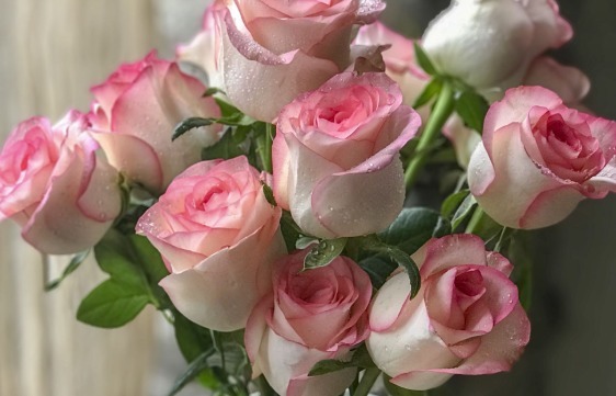 喜欢玫瑰不如养一盆“红袖玫瑰”，花语红颜知己，颜值高寓意好