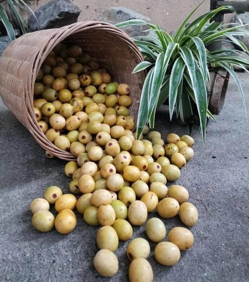 记忆|儿时的记忆就在这酸酸甜甜中唤醒