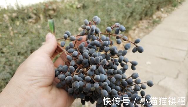 神农本草经|它是养肝明目“特效药”,路边很常见,遇到别错过