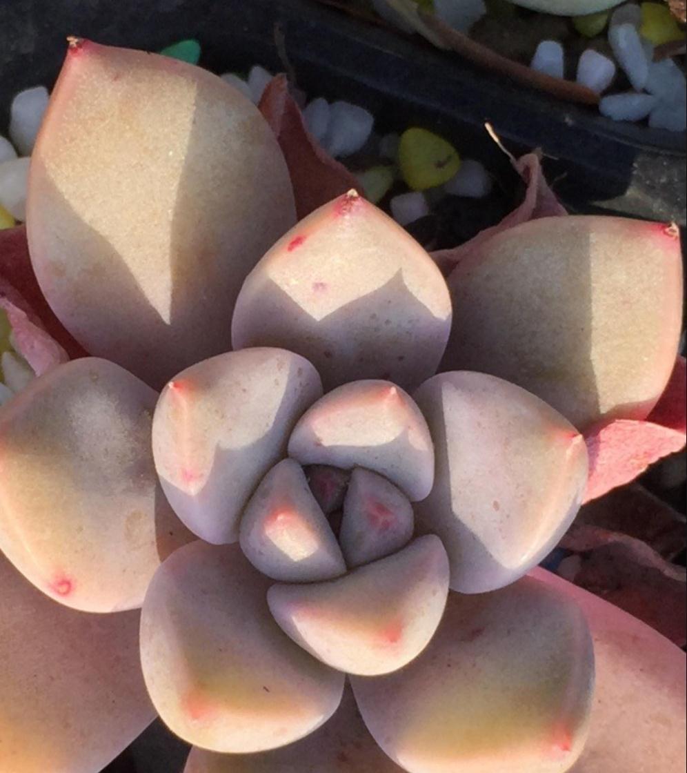 养死多肉的八大误区,新手都在犯,掌握好多肉轻松爆盆出状态