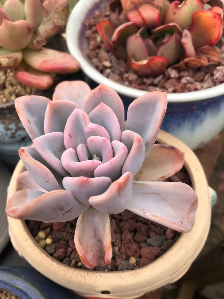 多肉小白三年励志对比养自己的花，爱自己的宇宙！