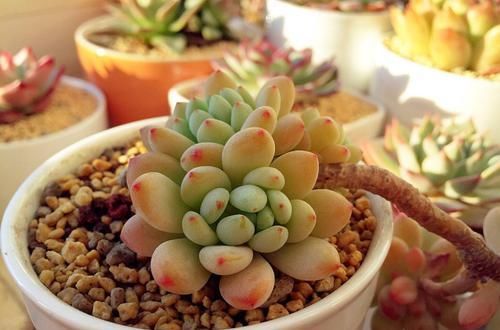 刚入坑养多肉,怕盆栽夭折,日常打理该注意这些,以防黑腐伤亡