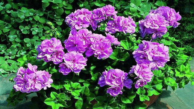 天竺葵神奇的“一劈”,给予适量的水,温度,不几天就能生根成活