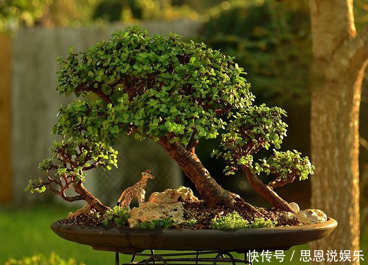 修剪|家里养“金枝玉叶”,每月修剪1次,变成盆景老桩,越来越值钱