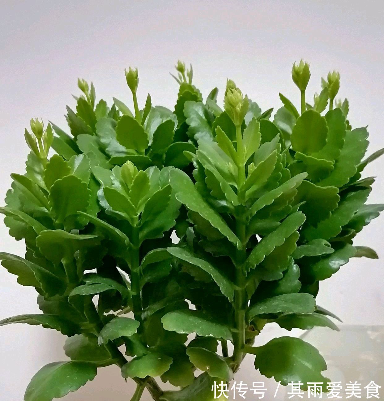 遮光的长寿花催花成功了吗？一起开袋检查，花苞一串串