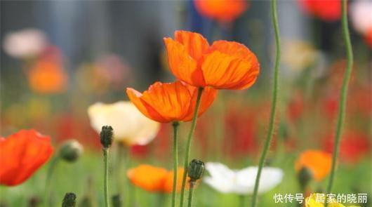  保水|注意别再买此种营养土了！把花种死了，哭都来不及