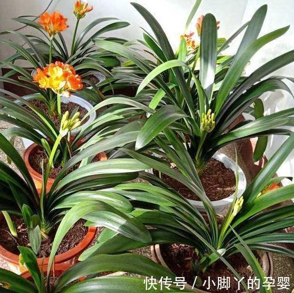 君子兰长得慢,不抽花箭,离不开2个原因,这些你做对了吗