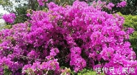 和睦花|立冬后,养什么花?以下3种“和睦花”,寓意事事顺心家人和睦