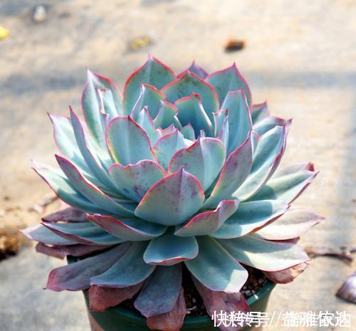 叶片|5款仙气十足的多肉,每一款都值得入,除了晚霞你还养过哪种?
