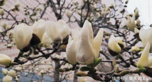 老年|赏心悦目！春天里的泾阳百花鲜