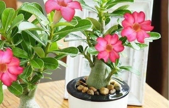 这5种盆栽植物，不浇水反而越长越好，最适合新人练手