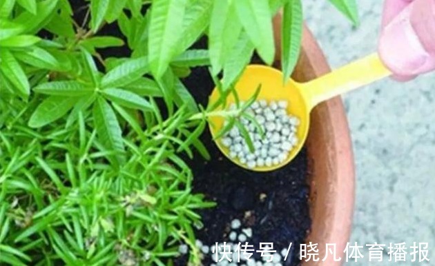 养花|喜欢养花,先戒掉7个坏习惯,不然啥花也养不好,你占了几个?