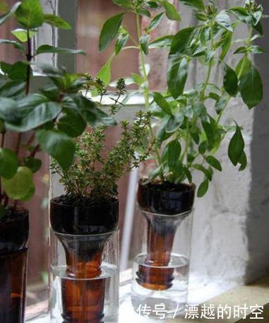 养花|家里的啤酒瓶别扔,这样改造一下拿来养花,美丽实在又省钱