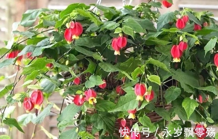 4种花像“小灯笼”,挂在枝头很喜庆,它们很好养!而且花期长