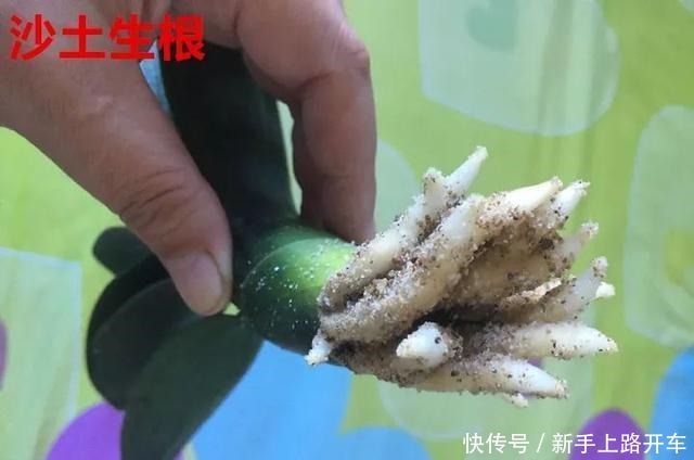 8种花换盆,换好了生一堆,换错立马死!8种花换盆,换好了生一堆,换错立马死!