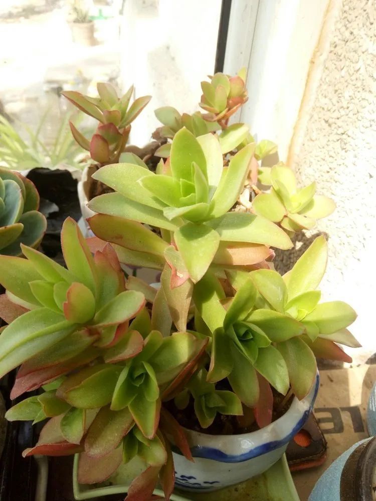 送瘟神,洒庭院,赏多肉,合家团聚话将来!