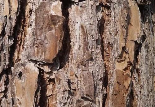  松树|养花不用买肥，捡一点松树皮、柳树皮，养啥旺啥！