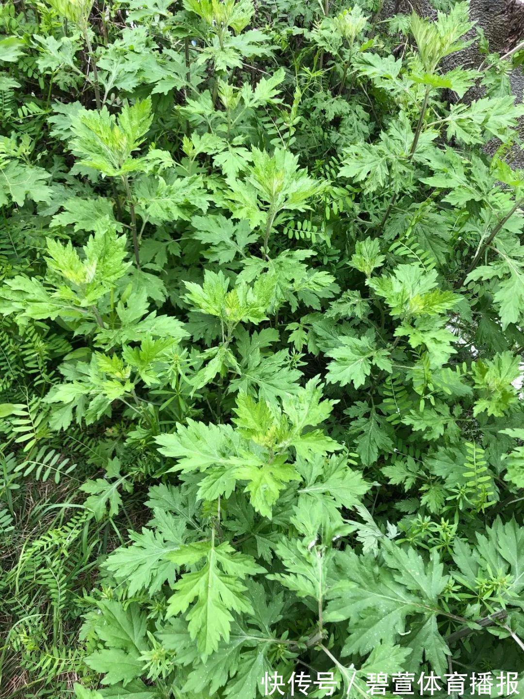 7种花插土里,立马长满院子,蚊虫不敢靠近!