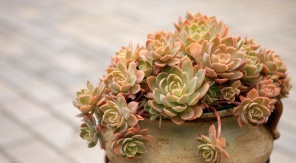 休眠|想要养好多肉,不要盲目“做傻事”,新手要避免掉,就能少踩坑