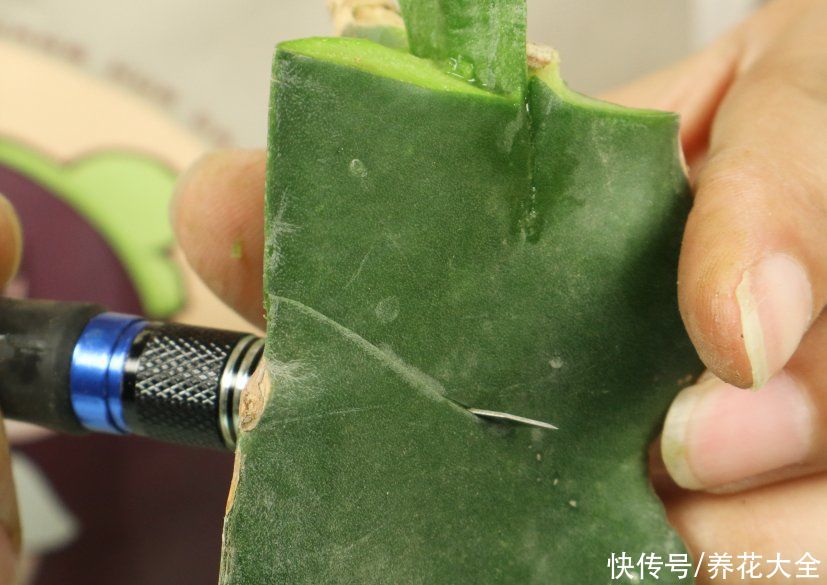 嫁接|养了30年的玉树，扦插开出9色花，快来沾沾喜气