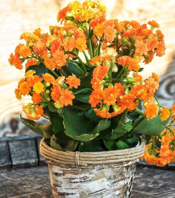 长寿花好看却养不好,对照这“7点”,来看看问题出在哪