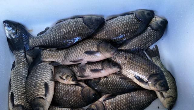 原来麝香红鲫还可以这样用,每次钓鱼别人都跑来问秘方