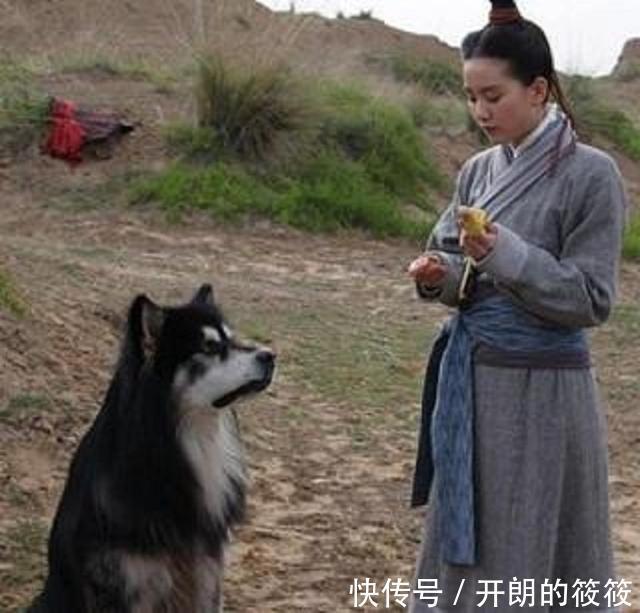 古代|古代没有狂犬疫苗，被狗咬伤咋办有一土方，一千多年前就在用