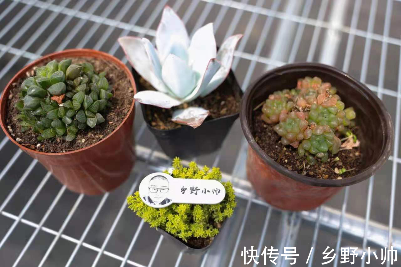 美杜莎|九月多肉季，小帅推荐这2种类型的多肉，好养又漂亮
