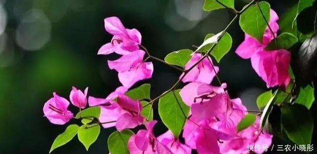 三角梅|三角梅花色绚丽，花期长，易栽培，栽种三角梅要注意什么？