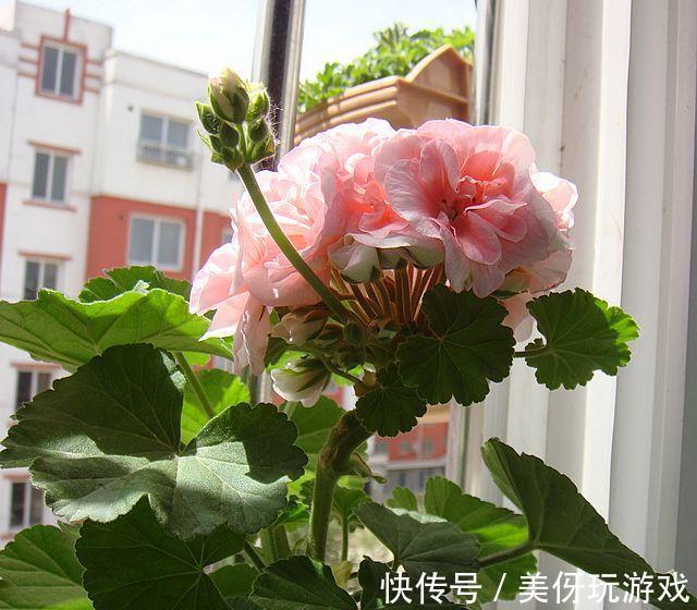 霜降之后阳台养这几种花,只要有光照,花开不断,寓意平安富贵