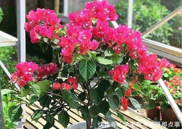 三角梅生命力旺盛却不开花，原来是好心办坏事，不开花却枯盆！