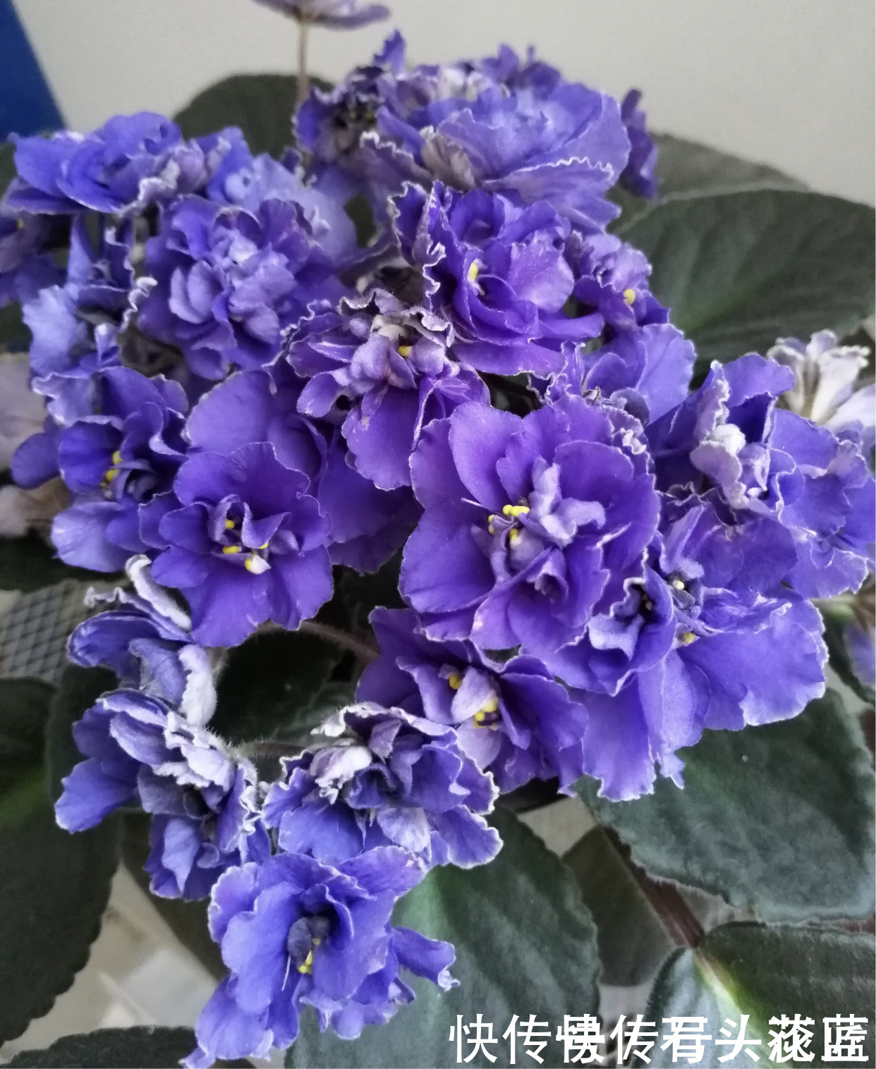 寓意“紫气东来”的5种花，养在家里“年年”都能开，太赞了