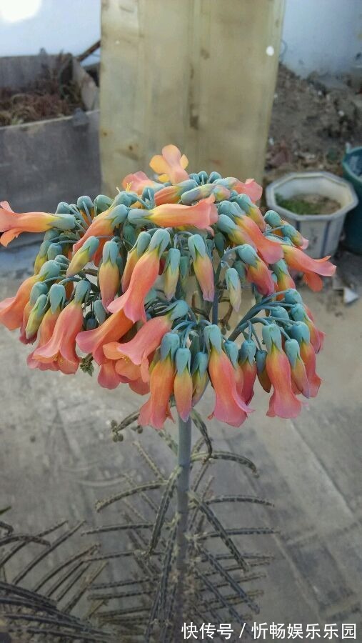 不死鸟|这花太能生崽,恨不得用脚踩,结果越踩长得越多!