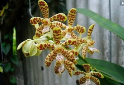 石斛兰|最全的兰花大鉴赏,看看你都见过几种兰花!