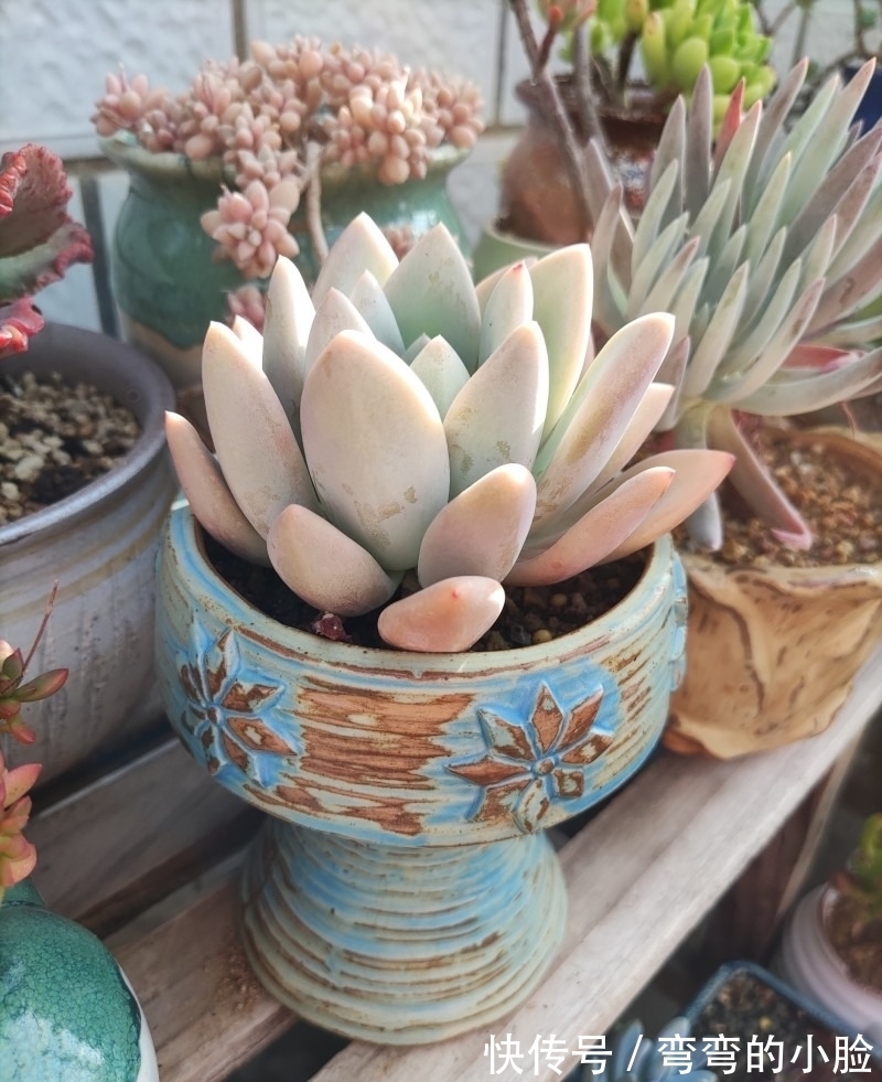 诺娃|有事没事看看多肉,才是度夏的基本保障