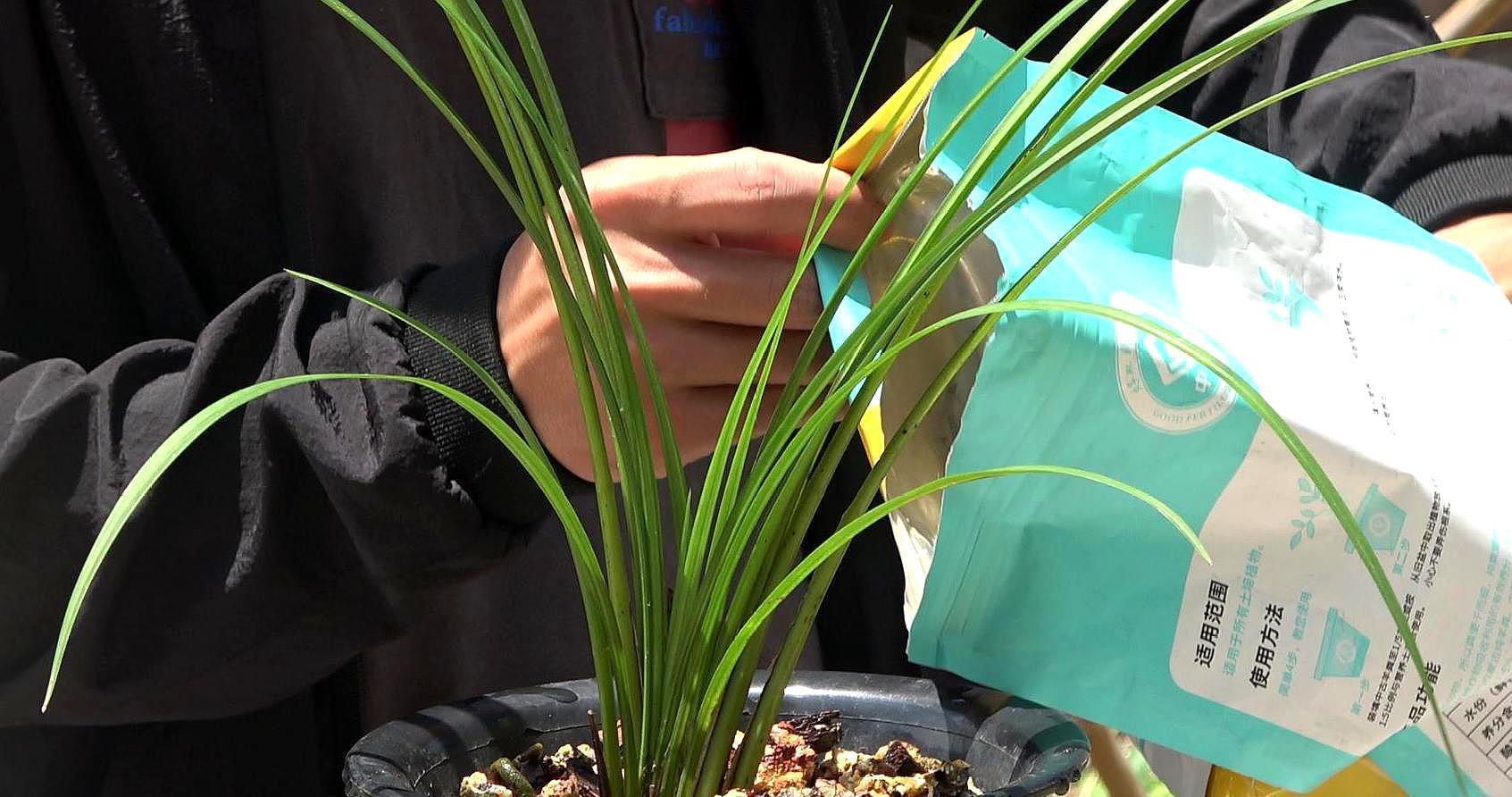 兰花上盆,5个窍门细节做足,根系深,花箭窜,兰花多又香