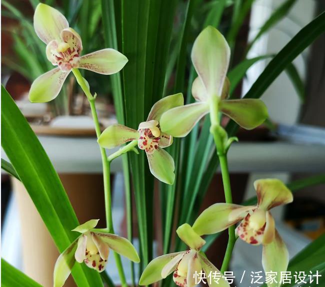 叶基|兰花度夏,“两腐”是大难题,6招预防3招治疗,小心谨慎过夏天