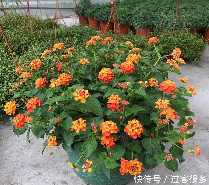 一种植物,在国外臭名昭著,国内却当盆栽养,你认识吗