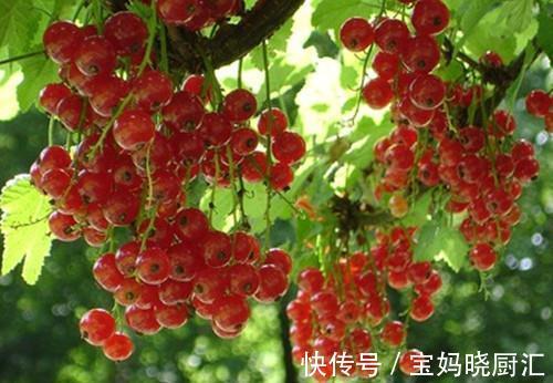 清甜|农村挂在树上的红玛瑙,色泽鲜艳果肉清甜,糖尿病患者也能吃