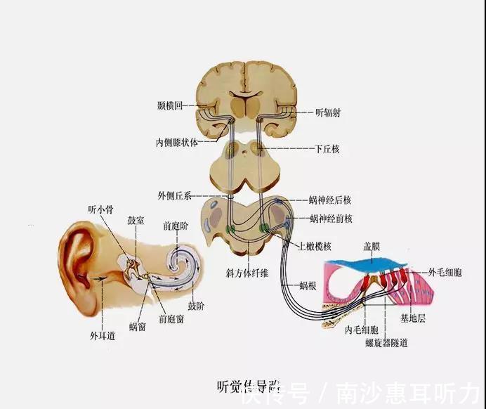 每个孩子|为什么听力损失儿童应尽早干预？