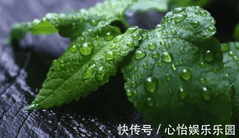 卫生间异味重!养上3盆这种绿植,味道清新连飞虫都少了!