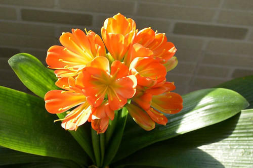 花肥|君子兰是个小馋猫,入秋后多用这3种零食,当花肥开花多